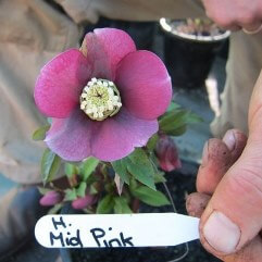 Hellebore Mid Pink